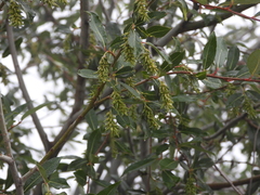 Salix paraplesia