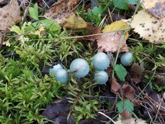 Stropharia aeruginosa