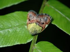 Ricanula pulverosa