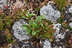 Salix stolonifera