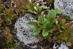 Salix stolonifera