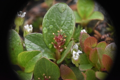 Salix stolonifera