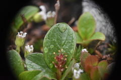 Salix stolonifera