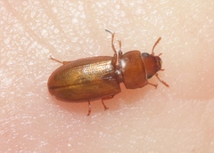 Tenebroides