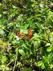 Eresia phillyra phillyra