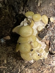 Pleurotus citrinopileatus