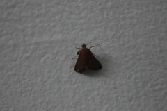 Pyraloidea