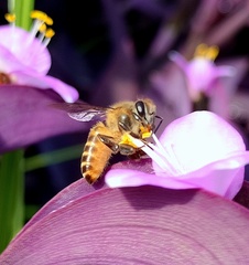 Apis cerana