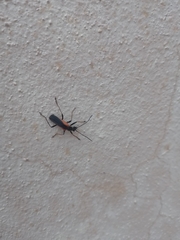 Chauliognathus limbicollis