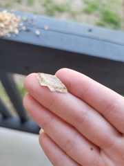 Psamatodes abydata