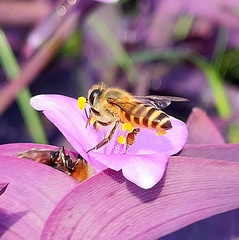 Apis cerana