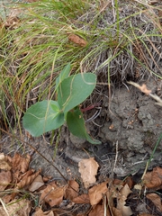 Hylotelephium caucasicum