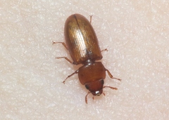 Tenebroides