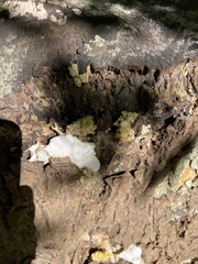 Pleurotus citrinopileatus