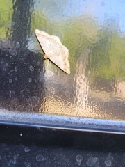Psamatodes abydata