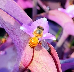Apis cerana