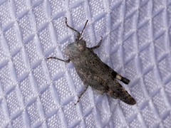 Lactista gibbosus