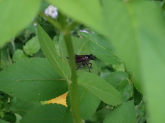 Tabanomorpha