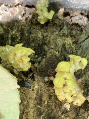Pleurotus citrinopileatus