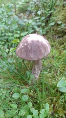 Leccinum scabrum