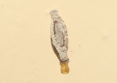 Phereoeca uterella