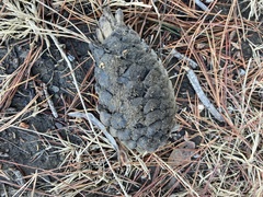 Pisolithus tinctorius