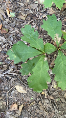 Quercus alba
