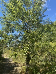 Pyrus calleryana