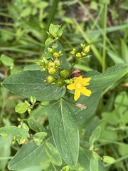 Hypericum punctatum