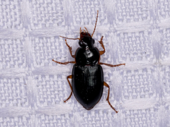Notiobia