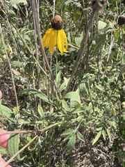 Rudbeckiinae