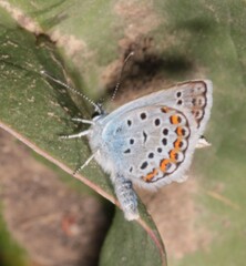 Plebejus argus