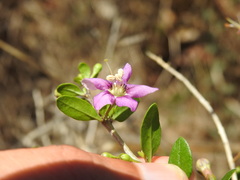 Lycium chinense