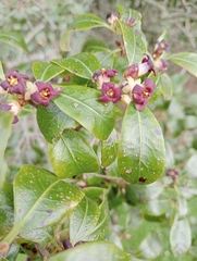 Pittosporum colensoi