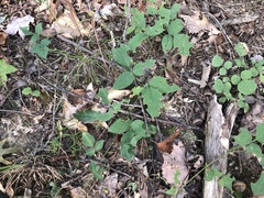 Desmodium × humifusum