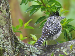 Thamnophilus doliatus