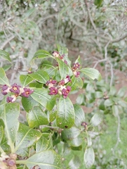 Pittosporum colensoi