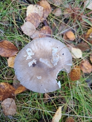 Amanita ceciliae