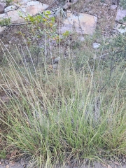 Muhlenbergia rigens
