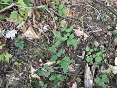 Desmodium × humifusum