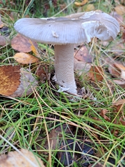 Amanita ceciliae