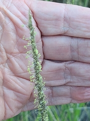 Muhlenbergia rigens