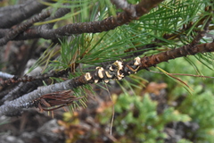 Cronartium ribicola