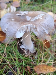 Amanita ceciliae