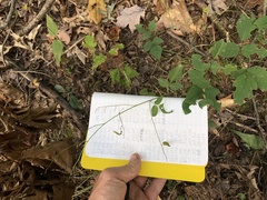 Desmodium × humifusum