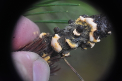 Cronartium ribicola