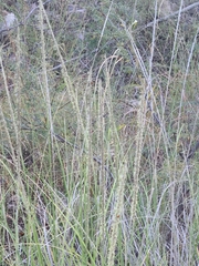 Muhlenbergia rigens