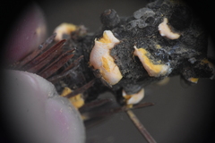 Cronartium ribicola