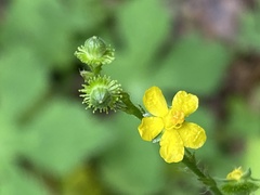 Agrimonia gryposepala