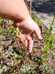 Stagmomantis carolina